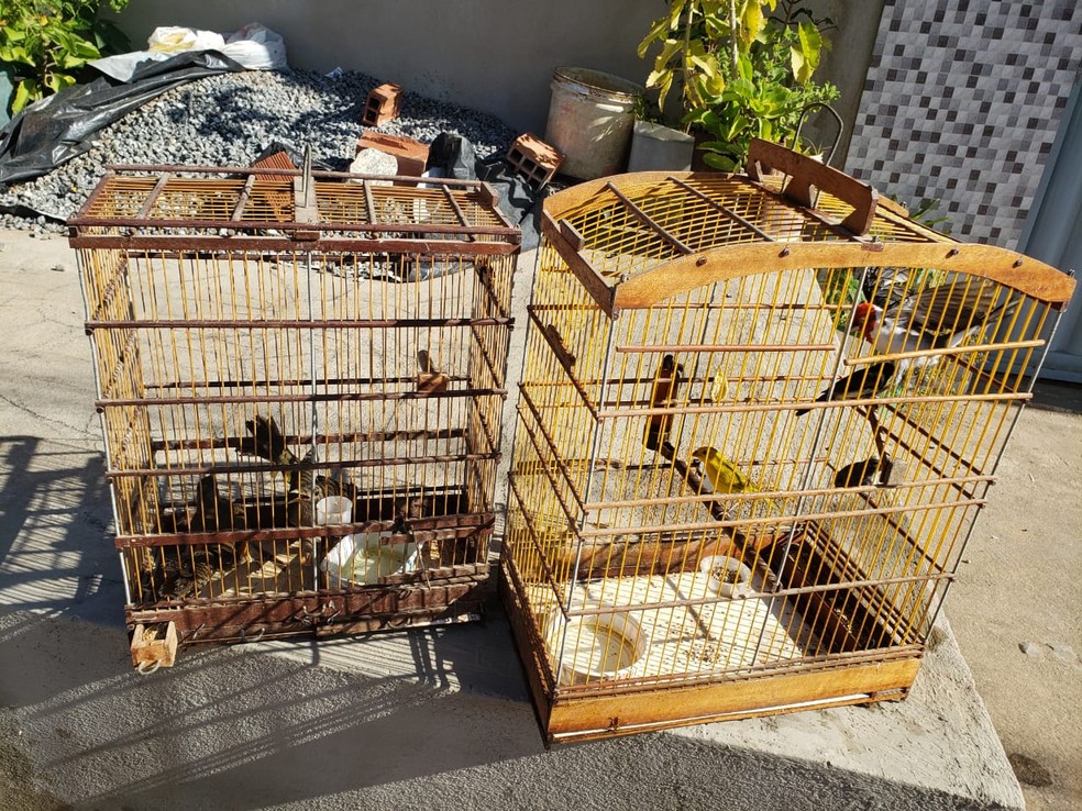 Mais de 180 pássaros silvestres foram apreendidos durante operação ambiental na zona da mata de Alagoas — Foto: Ascom/IMA-AL