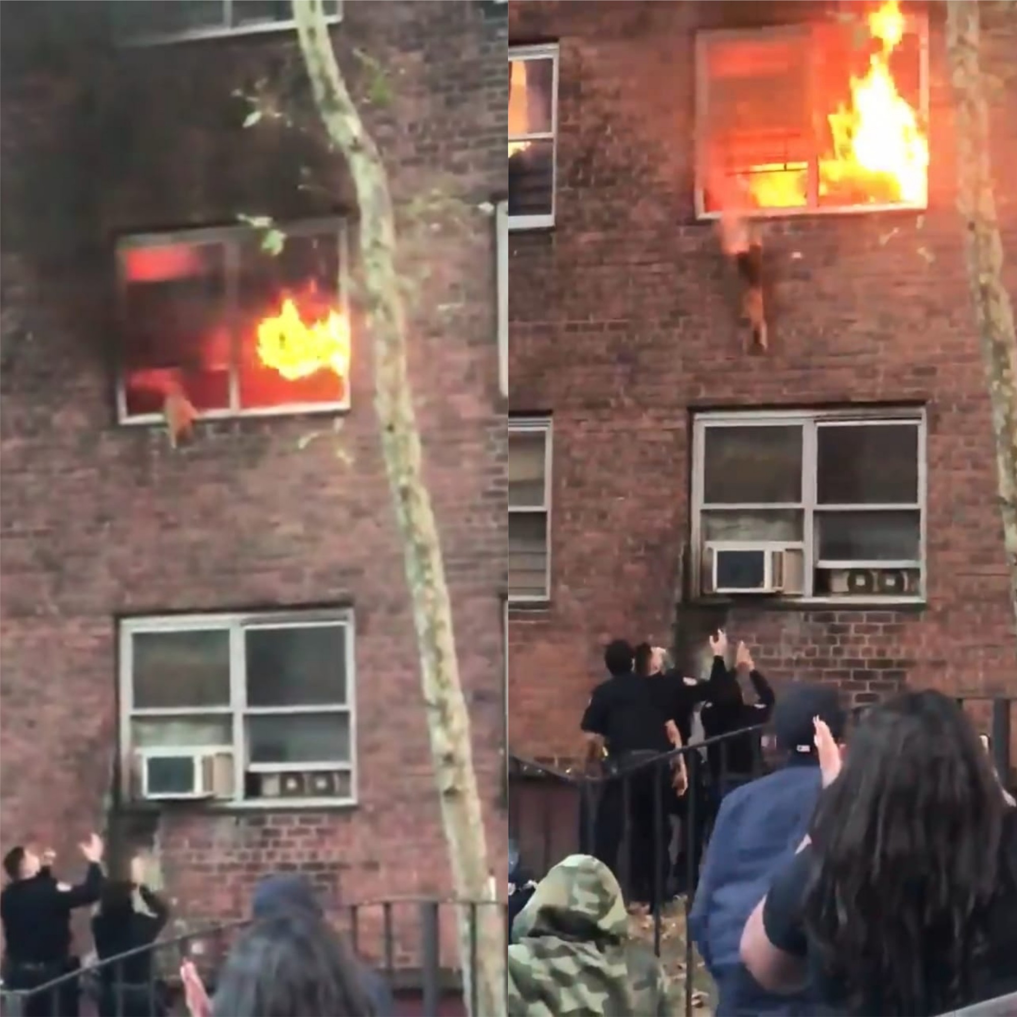 Gato pula de apartamento em chamas para se salvar (Foto: Reprodução/Twitter)