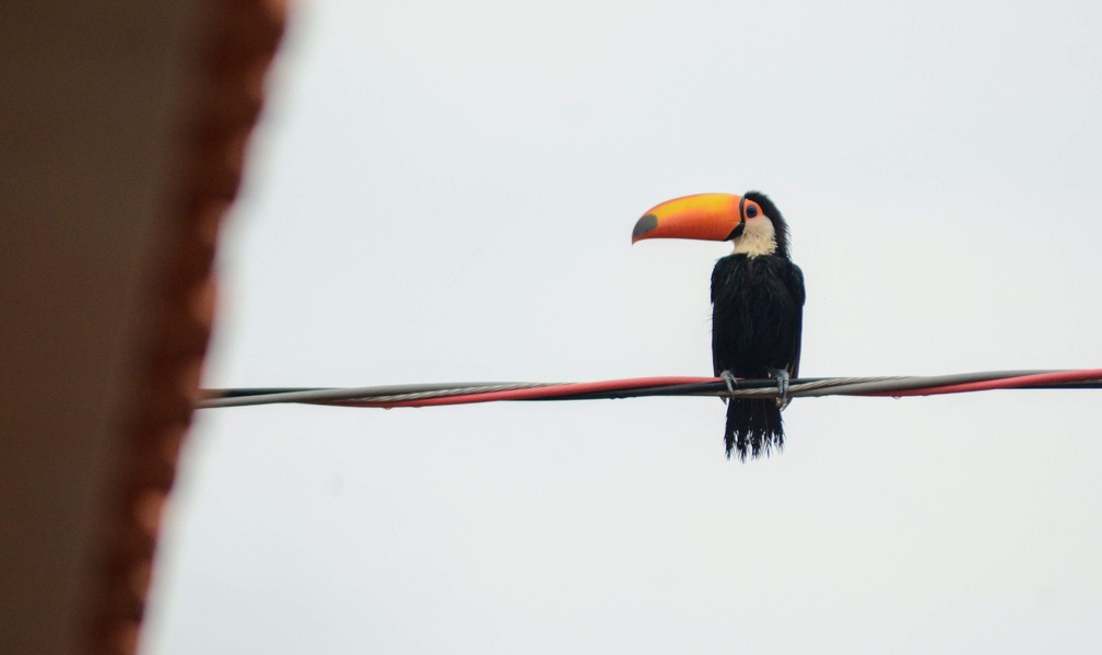 Tucanos (Ramphastos toco) frequentemente são vistos em áreas urbanas ou próximidades — Foto: Stephanie Fonseca/g1