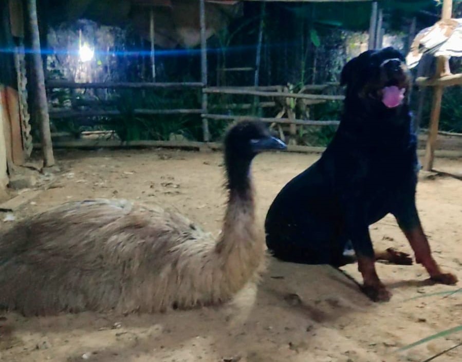 Amizade de milhões: rottweiler e emu australiano convivem juntos no interior de MG; veja vídeos