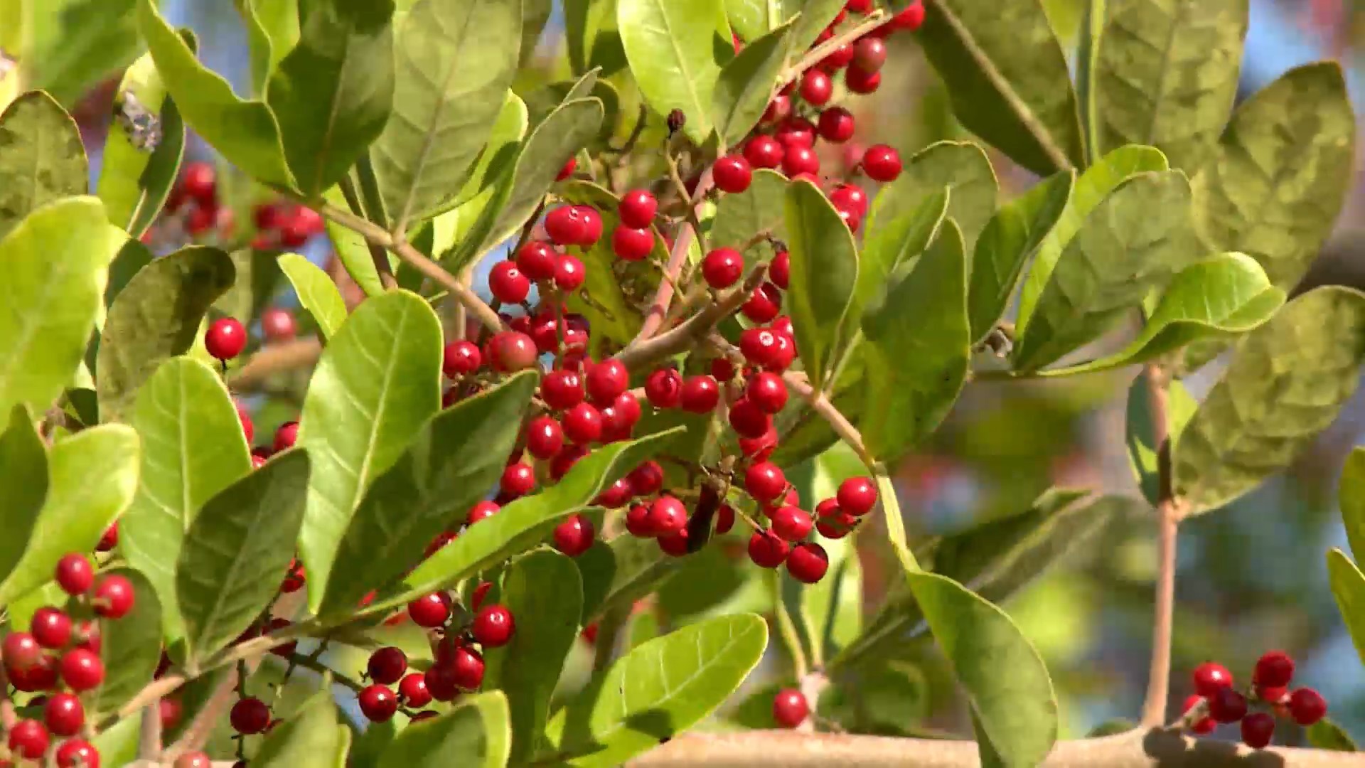 Cidade do ES conquista selo de Indicação Geográfica da pimenta-rosa e produtores esperam expandir vendas