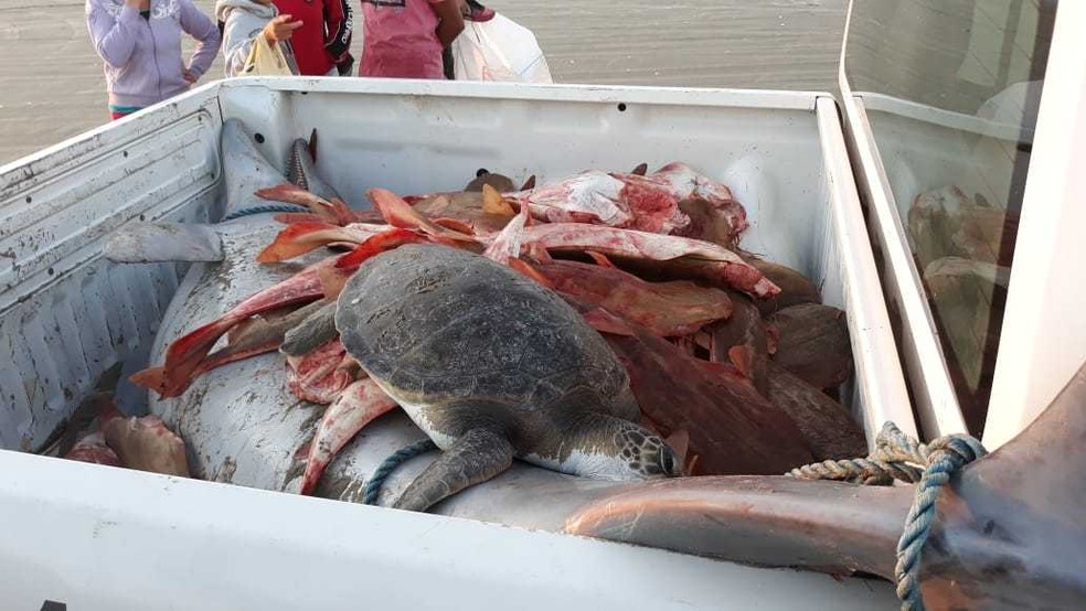 Tartaruga marinha também foi vítima de rede de pesca em São José do Norte — Foto: Divulgação/BM