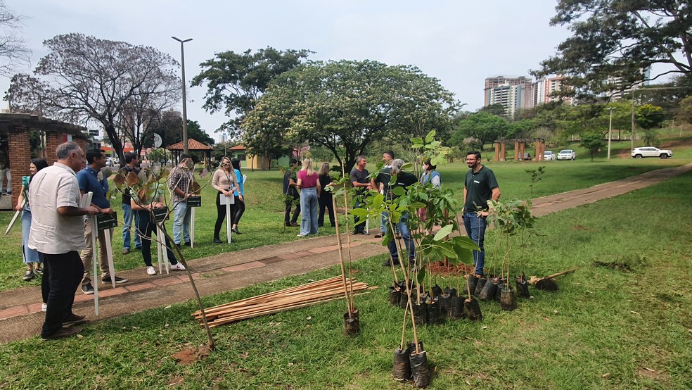 Plantio de mudas de ipê no Parque do Povo, em Presidente Prudente (SP) — Foto: Leonardo Bosisio/g1