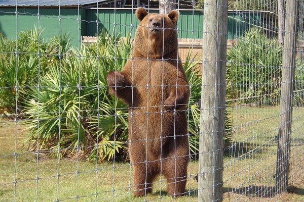Um dos ursos que vivem no rancho na Flórida  (Foto: Facebook)