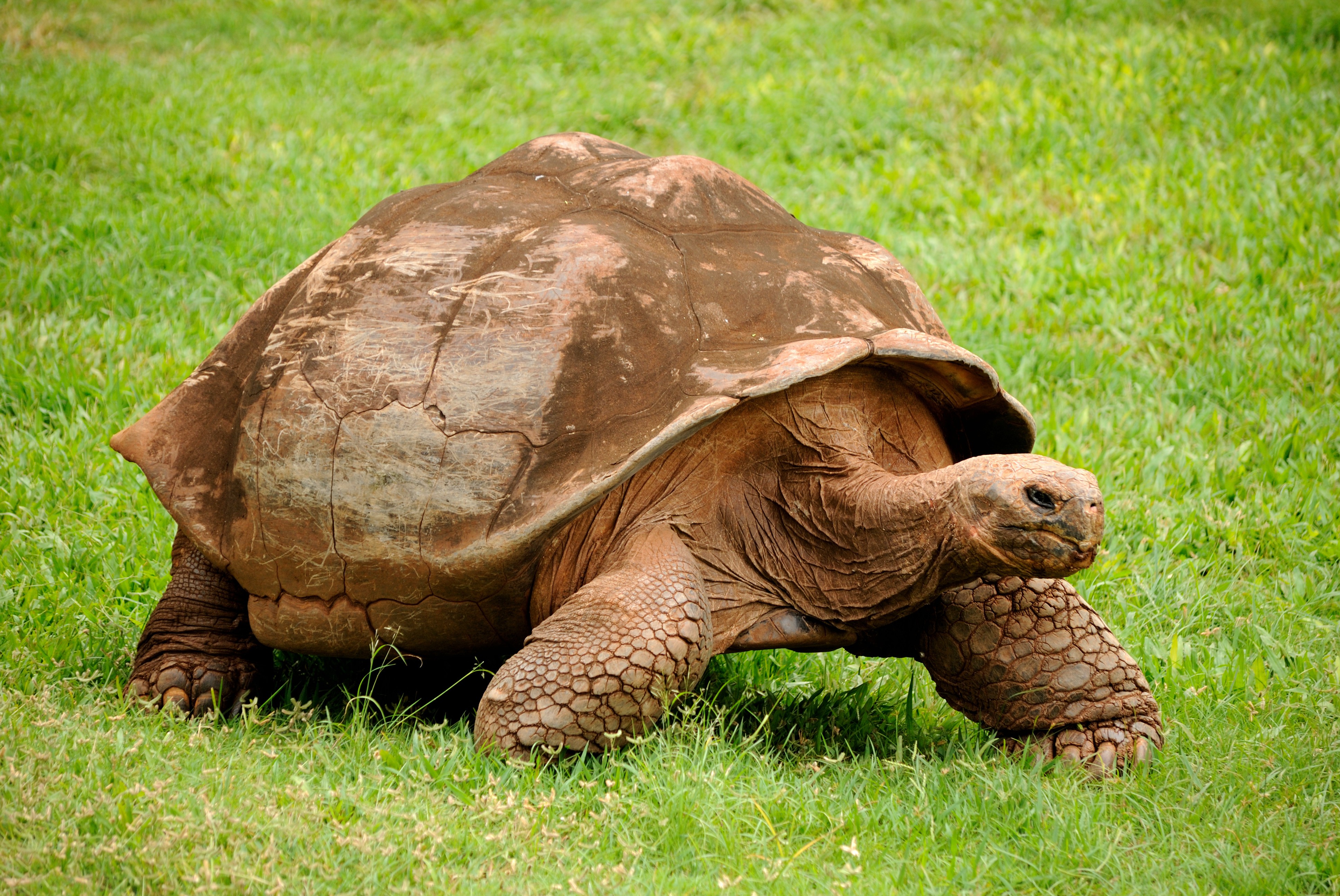 Tartaruga gigante de Galápagos (Foto: Daniel Ramirez/Wikimedia Commons)