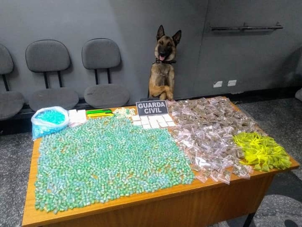 Cão farejador 'Eros' ajuda Guarda Municipal a localizar drogas em área de mata em Atibaia. — Foto: Divulgação/Guarda Civil Municipal