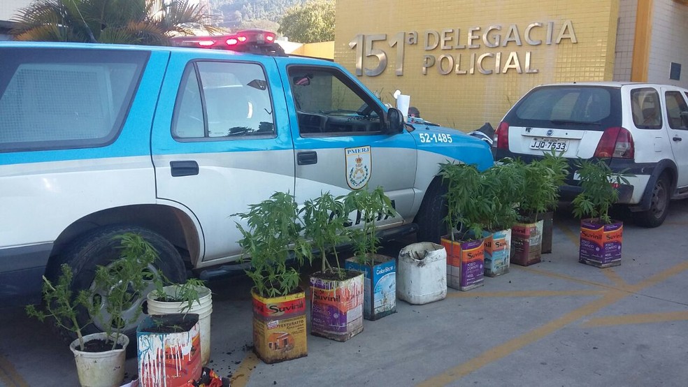 Pés de maconha foram levados para a 151ª Delegacia de Polícia em Nova Friburgo (Foto: Davi Motta / Arquivo Pessoal)
