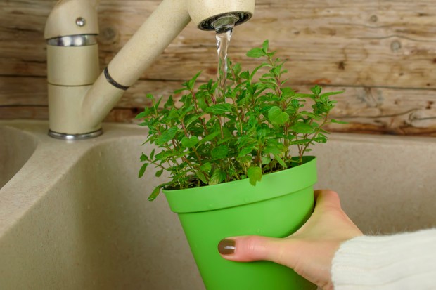 Como cultivar hortel&atilde; em casa - e seus benef&iacute;cios para a sa&uacute;de (Foto: Getty Images)