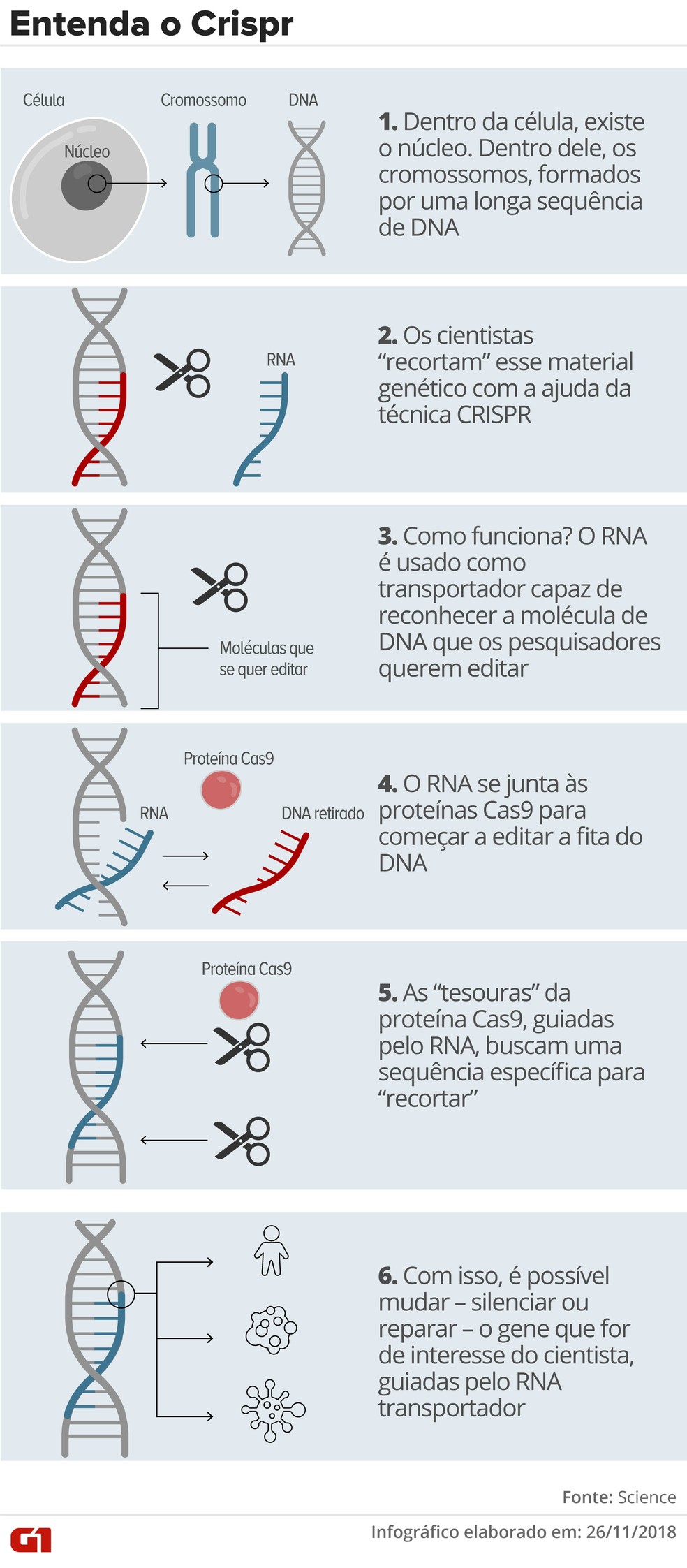 Entenda o Crispr — Foto: Betta Jaworski/G1