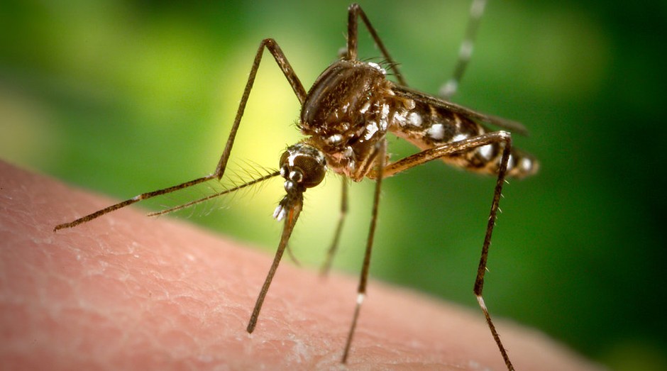 Aedes aegypti (Foto: Domínio Público )