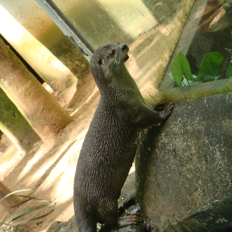 De Quem E Esse Filhote Ariranha Ou Lontra Terra Da Gente G1