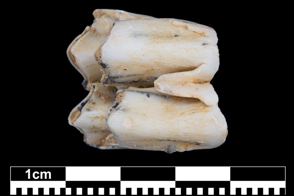 Fóssil de dente de veado foi um dos materiais submetido à análise de isótopos de zinco (Foto: MPI f. Evolutionary Anthropology)