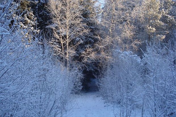 Taiga na Finlândia (Foto: EtäKärppä / Wikimedia Commons / CreativeCommons)