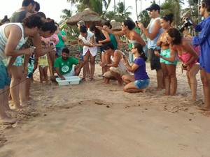 Instituto Biota de Conservação promoveu a soltura das tartaruguinhas (Foto: Lucas Leite/ G1)