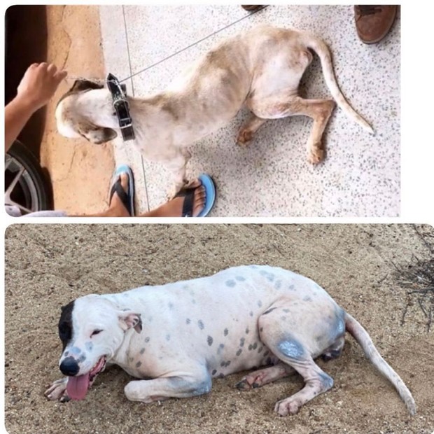 Graciele Lacerda lamenta morte de cadela resgatada (Foto: Reprodução/Instagram)
