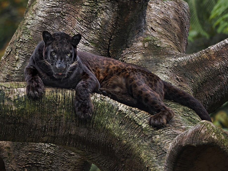 O leopardo de Java (Panthera pardus melas) é uma subespécie encontrada apenas na ilha indonésia de Java