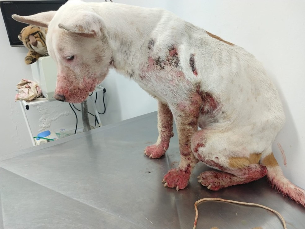 Policiais flagraram maus-tratos a cão da raça bull terrier em Presidente Prudente — Foto: Polícia Militar Ambiental