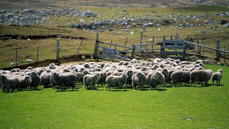 Ovelhas - Ilhas Falklands (Foto: Thinkstock)