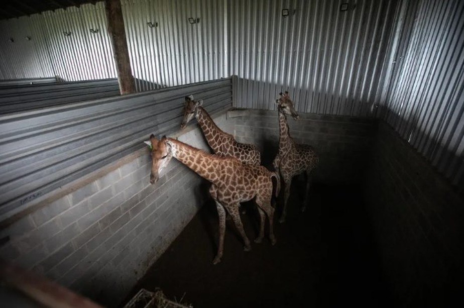 Local onde ficavam as girafas, em Mangaratiba