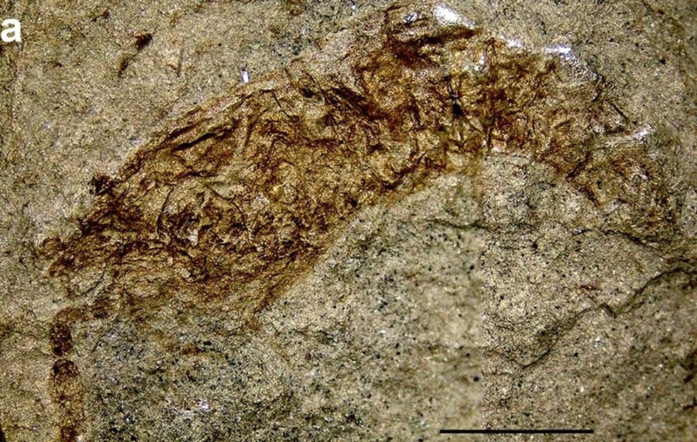 Pesquisadores da Urca, no Ceará, descobrem fóssil raro de 'camarão palhaço' — Foto: Divulgação