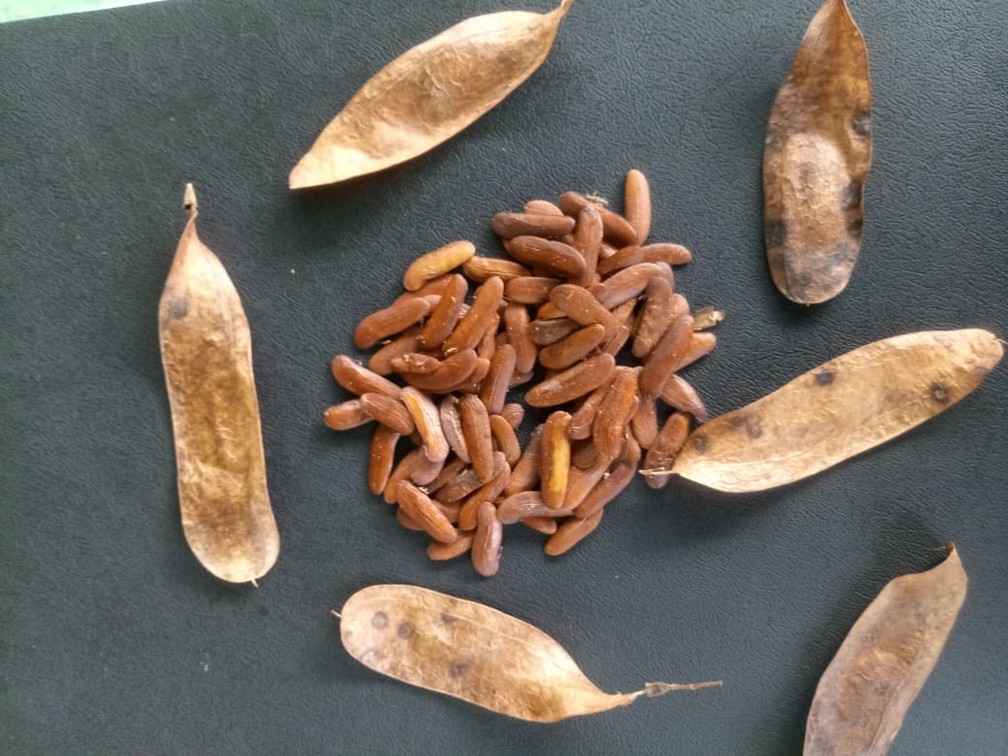 A MRN faz a semeadura direta, utilizando sementes para germinação no terceiro e quinto ano da restauração — Foto: MRN/Divulgação