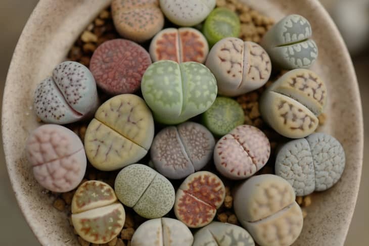 As cacto-pedras recebem esse nome por seu formato que lembra uma rocha (Foto: Pavaphon Supanantananont / Shutterstock / Divulgação)