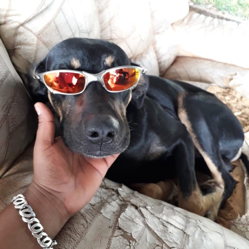 Funcionários da Administração eram muito apegados ao cão — Foto: Arquivo pessoal