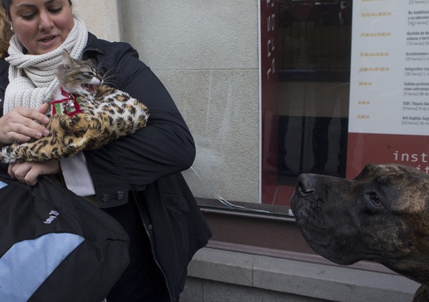 Seguro no colo da dona, gato 'valente' trocou encarada feroz com dogue alemão próximo a igreja em Madri, na Espanha (Foto: Paul White/AP)
