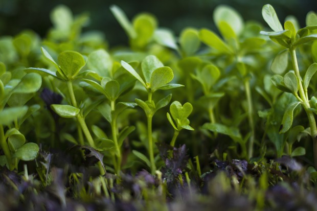 Conheça a beldroega, planta alimentícia e de grande valor medicinal (Foto: Getty Images/fStop)