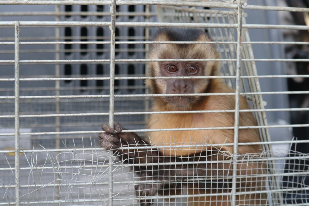 Macaco que 'amola faca' e 'lava roupa' é levado para centro de tratamento para retornar à natureza — Foto: Andrê Nascimento/ g1 Piauí