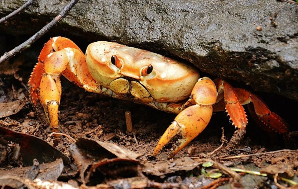 Caranguejo-amarelo (Johngarthia lagostoma) — Foto: Cyrus Augustus Moro Daldin/ Wikimedia Commons/ Creative Commons