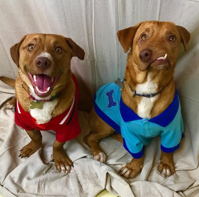 Picasso e Pablo