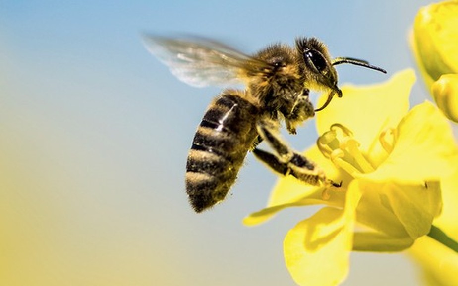 Coronavírus deixa abelhas sem comida na China e prejudica maior produção mundial de mel