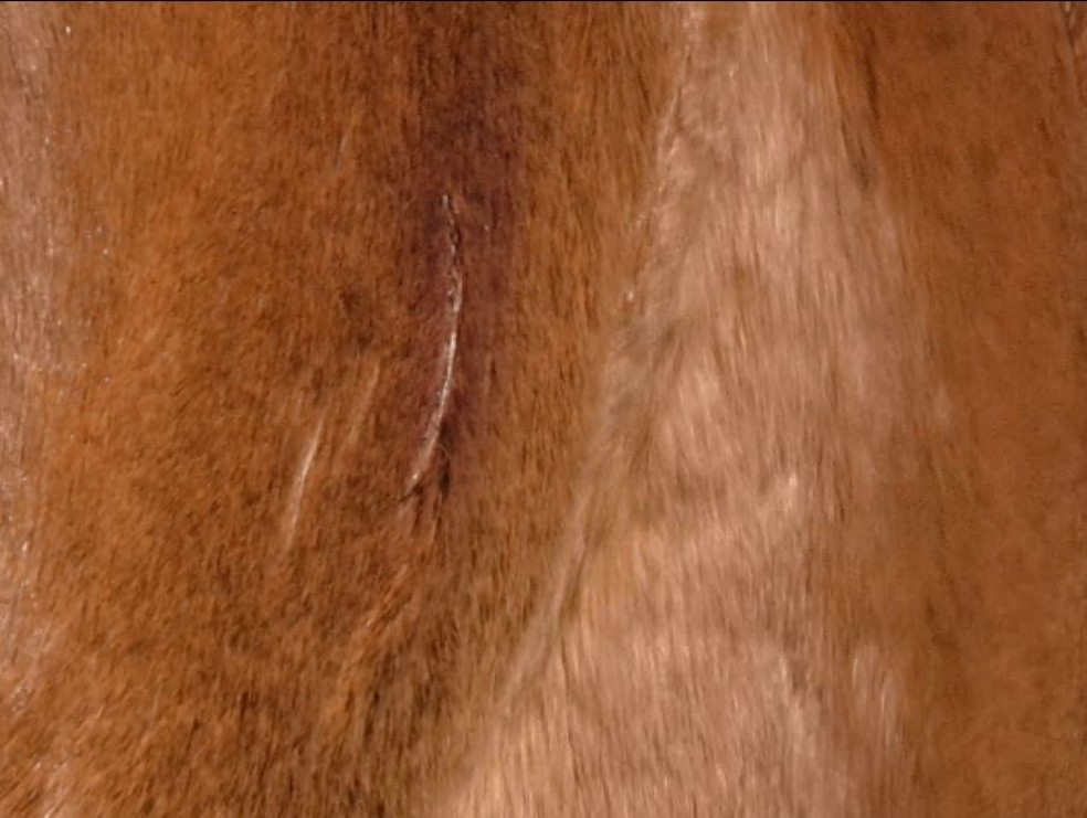 Arranhões pelo corpo do cavalo são profundos, conforme veterinário — Foto: Hugo Mendes/RPC