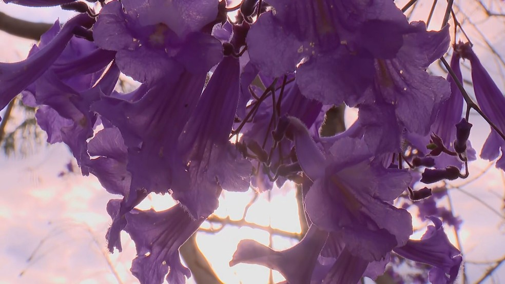Flores na Torre de TV, em Brasília  — Foto: TV Globo/Reprodução 
