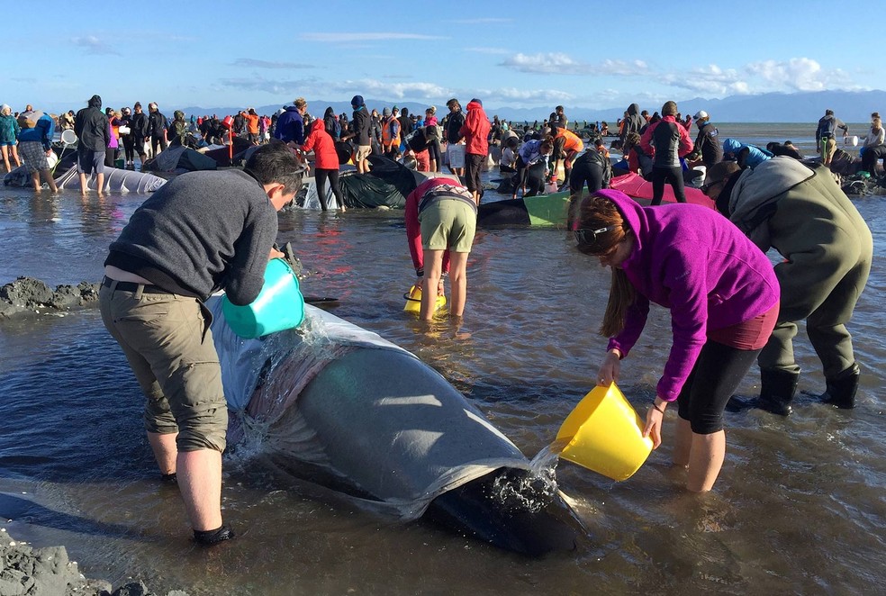 Dezenas de voluntários participaram do resgate das baleias (Foto: Anthony Phelps/Reuters)