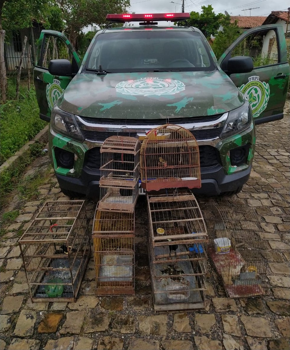 Polícia resgata quase 20 aves silvestres em cativeiro após denúncias em Teresina — Foto: Divulgação /PM-PI