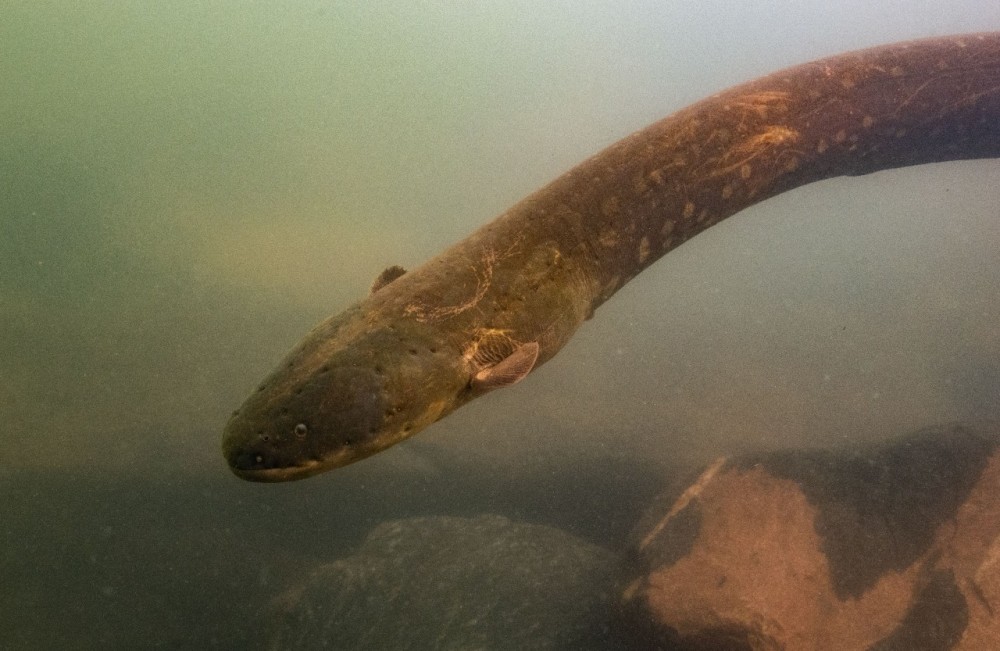 Peixe da espécie Electrophorus voltai fotografado no rio Xingu (Foto: L.Sousa/UFPA)