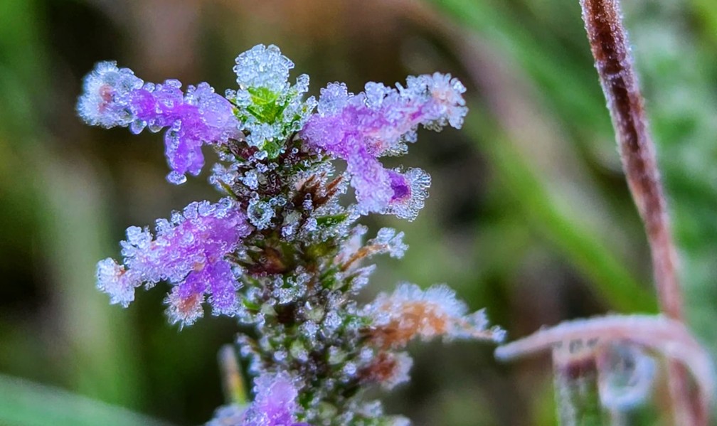 Geada em São Joaquim, na Serra catarinense — Foto: Mycchel Legnagi/São Joaquim Online