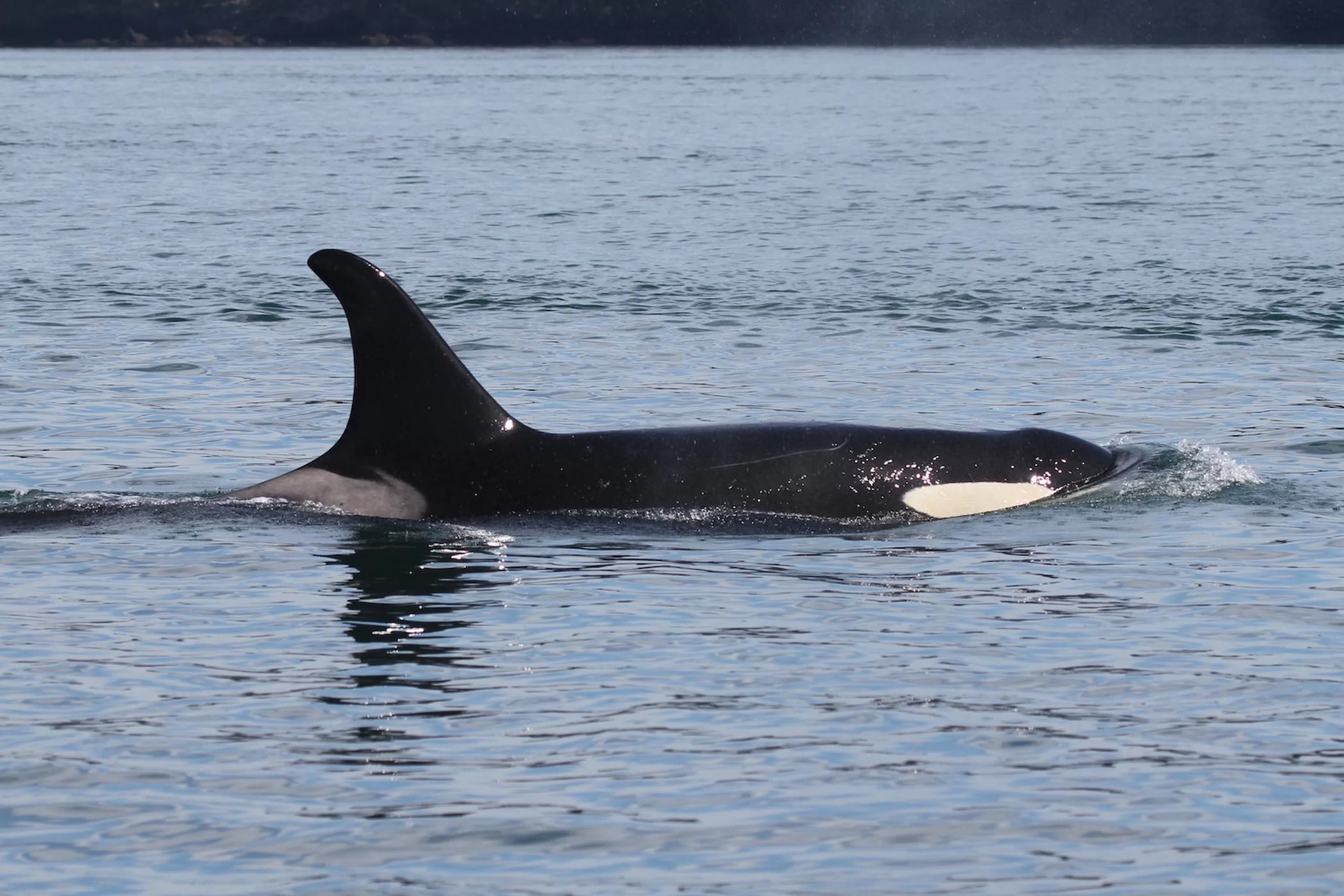 Orca idosa J17, de 42 anos, foi vista nos canais de Haro Strait em 22 de março de 2019 (Foto: Center for Whale Research, WhaleResearch.com)