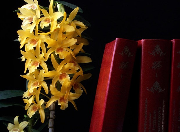 Cada estação representa a época de floração de um determinado grupo de orquídeas (Foto: Sergio Oyama Junior/Divulgação)