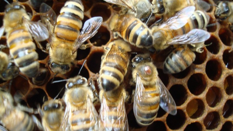 varroa-abelha (Foto: Creative Commons/Emma Jane Hogbin Westby )