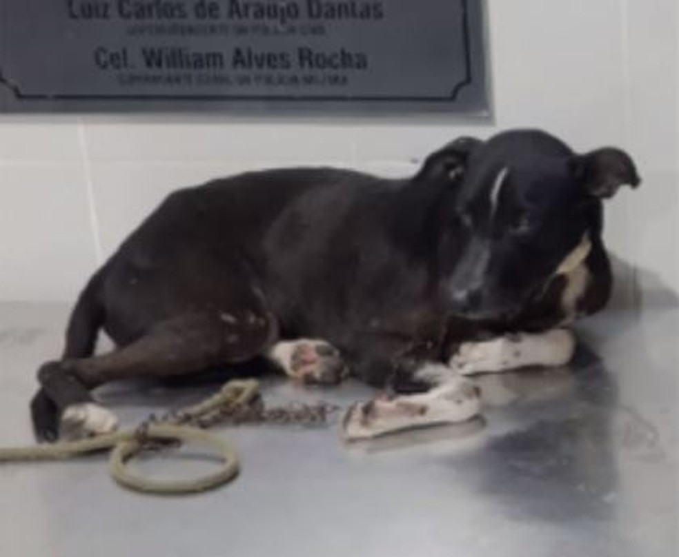 Cachorro é arrastado por homem em motocicleta no interior do Ceará. — Foto: Reprodução