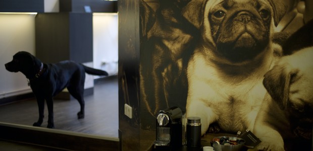 Alemão abre restaurante de luxo para cães e gatos em Berlim (Foto: AFP)