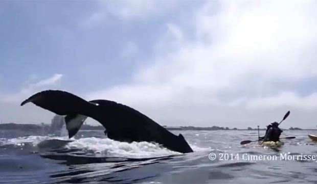 Grupo de canoístas quase foi atingido por uma baleia-jubarte (Foto: Reprodução/YouTube/ Cimeron Morrissey)