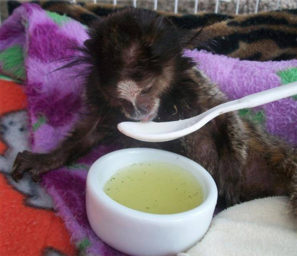 Sorvete, frutas e piscina: veja como animais em zoológicos da região fazem para se refrescar — Foto: Lana Fernandes/Projeto Mucky