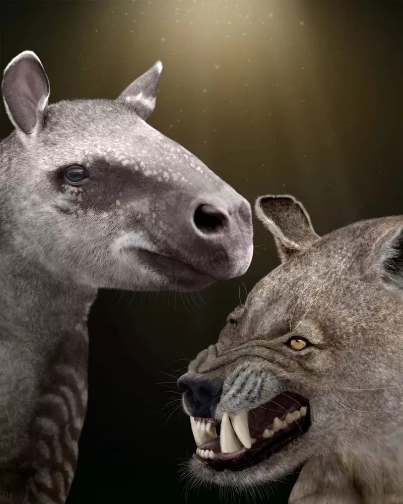 Grandes herbívoros como o Hyrachyus (à esquerda), e grandes carnívoros como o Arctocyon (à direita), evoluíram depois que os dinossauros foram extintos (Foto: Sarah Shelley via BBC News)