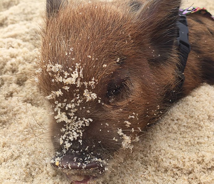 Lili se encheu de areia ao brincar na beira d´água (Foto: Arquivo Pessoal)