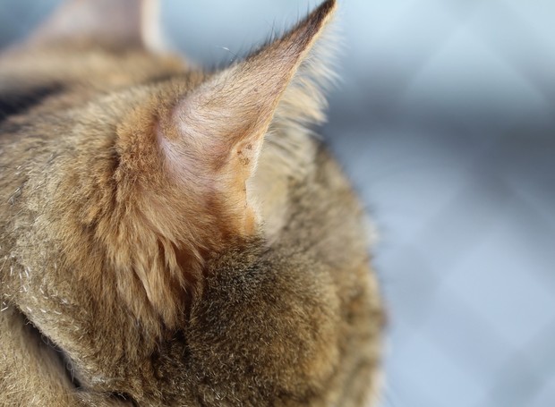 O excesso de pelos nas orelhas dos pets deve ser cortado com uma tesoura ou máquina de tosa, pois arrancar pode causar irritação (Foto: Pixabay / Monic Heinen Diakité / CreativeCommons)