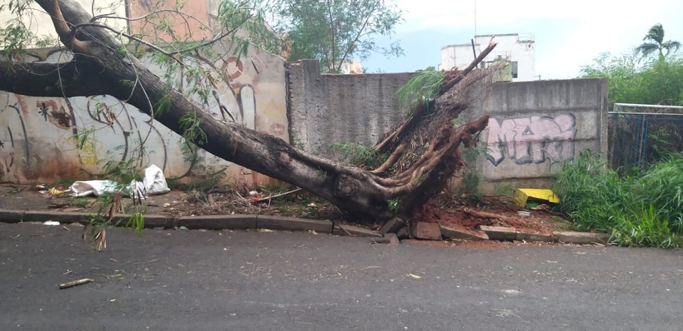 Ventania derrubou árvore pela raiz e galhos também atingiram a fiação da rede elétrica — Foto: Arquivo pessoal